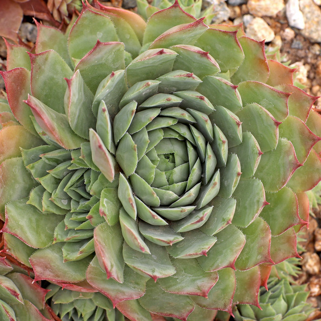 Sempervivum 'Thayne' (Outdoors) - August