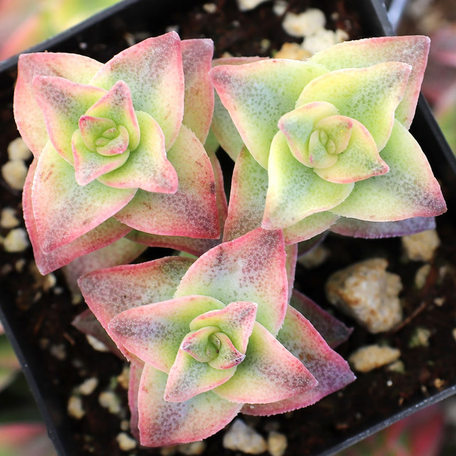 Crassula muscosa f. variegata - Variegated Watch Chain | MCG™