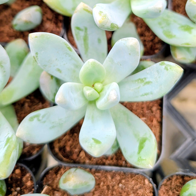 Agave applanata 'Cream Spike' [large] | MCG®