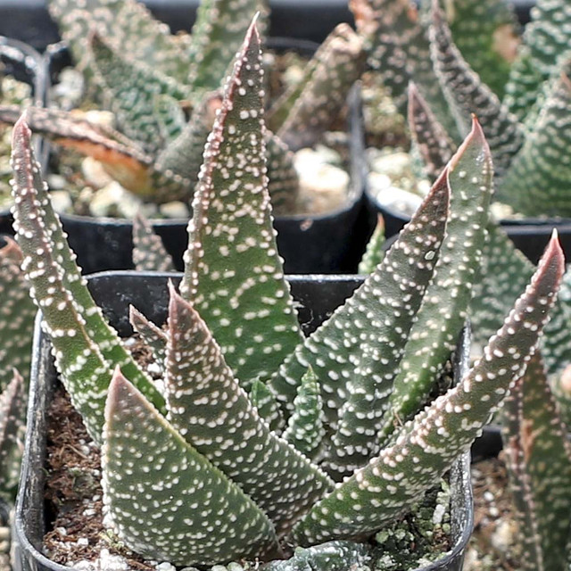 Aloe 'White Beauty' | Mountain Crest Gardens