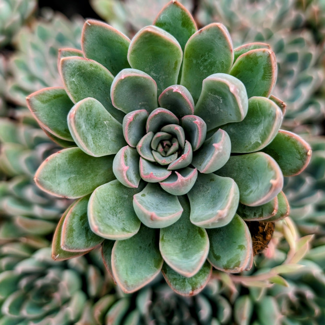 Echeveria pulvinata v. 'Nova'