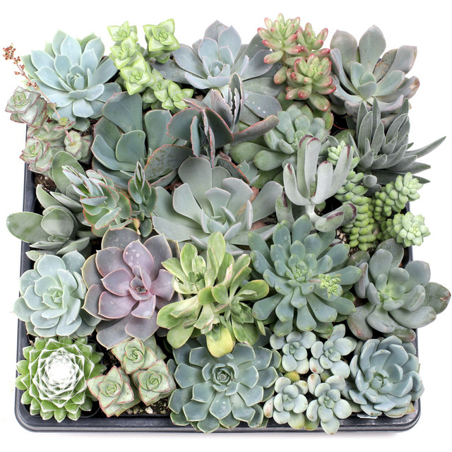 Wholesale Succulent Trays Bulk Succulents Mountain Crest Gardens®