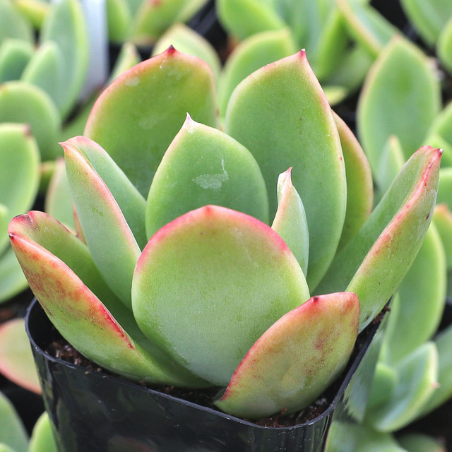 Echeveria 'Tulip' [large] [exclusive] - Mountain Crest Gardens