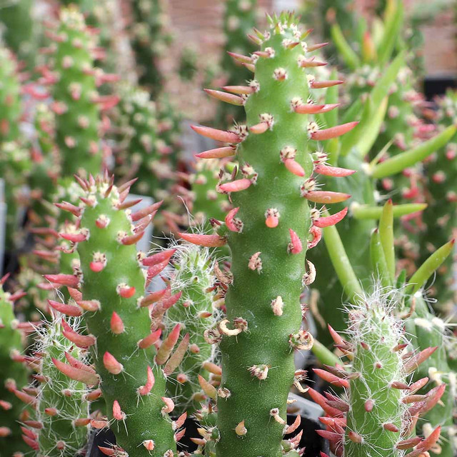 Add A Unique Touch To Your Plant Collection – Austrocylindropuntia Cylindrica Cactus From Succulents Depot