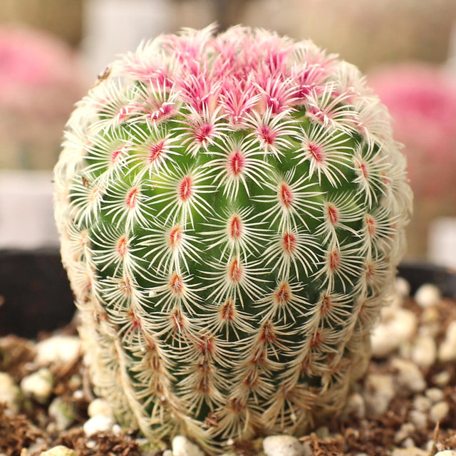 Nala ナラ　Cactus all in one Mini Nopalea Cochenillifera 'cochineal Nopal' Green Cactus
