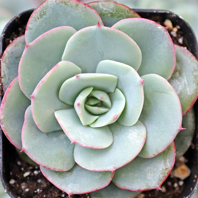 Live Echeveria Derenbergii Succulent - Fully Rooted In 2" Pot - Rare Gift Plant