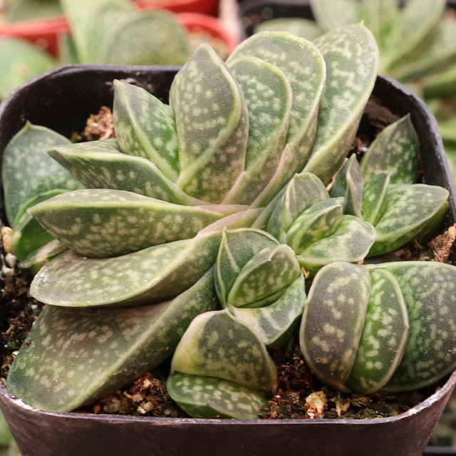Gymnocalycium mihanovichii 'Black Widow' [1"-2"] | MCG