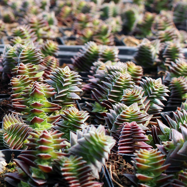 Pianta Grass Succulenta Aloe 'Christmas Sleigh' In Vaso 3.5 Pollici