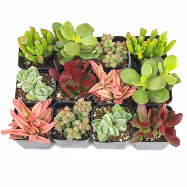 Easy to Grow Succulents for Beginners | Mountain Crest Gardens®