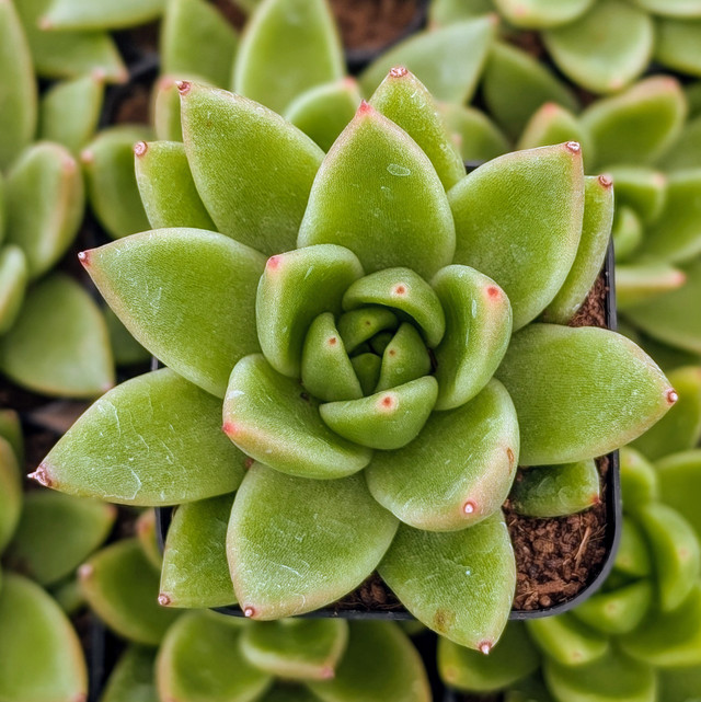 Echeveria 'Joan Daniel' - Mountain Crest Gardens