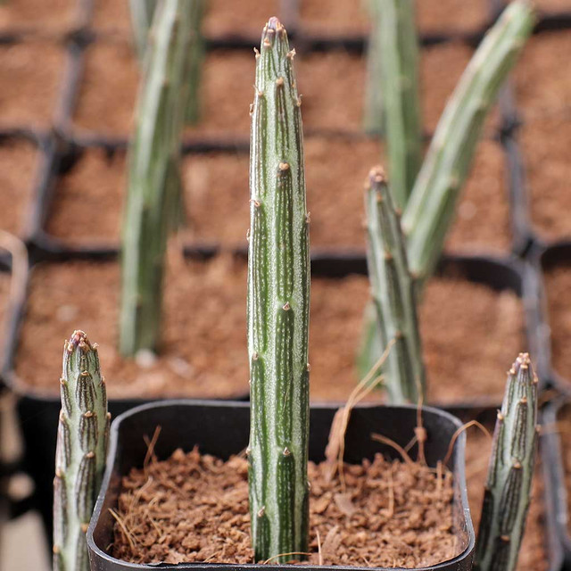 Agave isthmensis f. mediopicta alba | MCG™