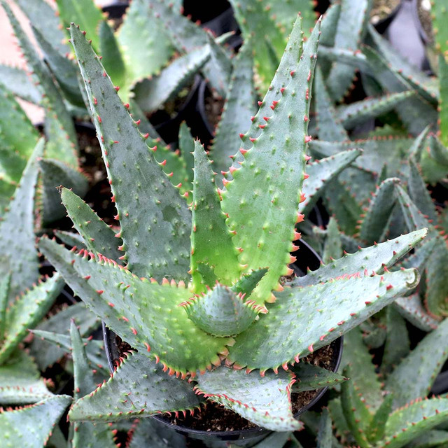 Aloe Blizzard [large] - Mountain Crest Gardens