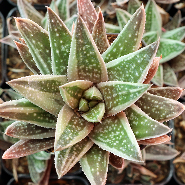 aloe vera arborescens miller Aloe Vera main image 1