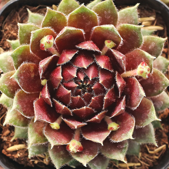 センペルビウム　Tesoro Sempervivum 'Tesoro' | Mountain Crest Gardens™