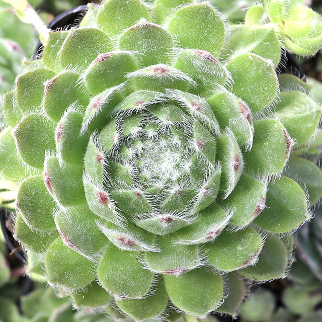 Sempervivum 'Sandi Lu' | Mountain Crest Gardens™
