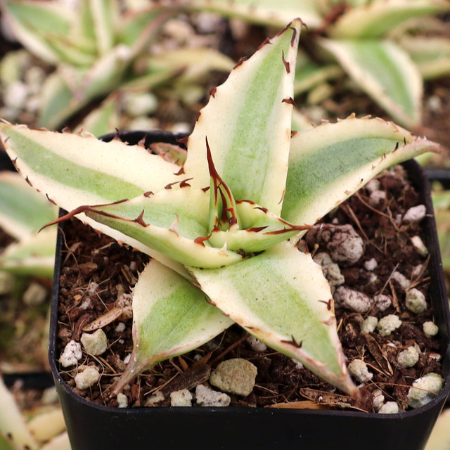 Agave kerchovei 'Huajuapan Red' [plug] | Mountain Crest Gardens®