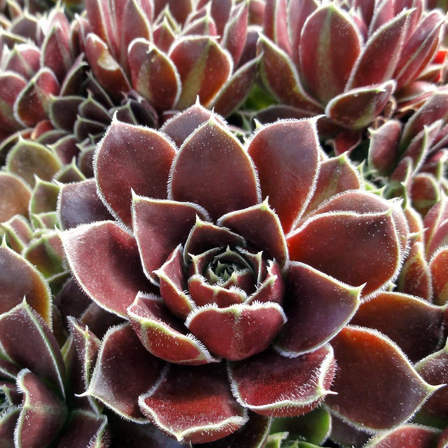 希少 Sempervivum and Jovibarba Jovibarba vs. Sempervivum | The Succulent Eclectic