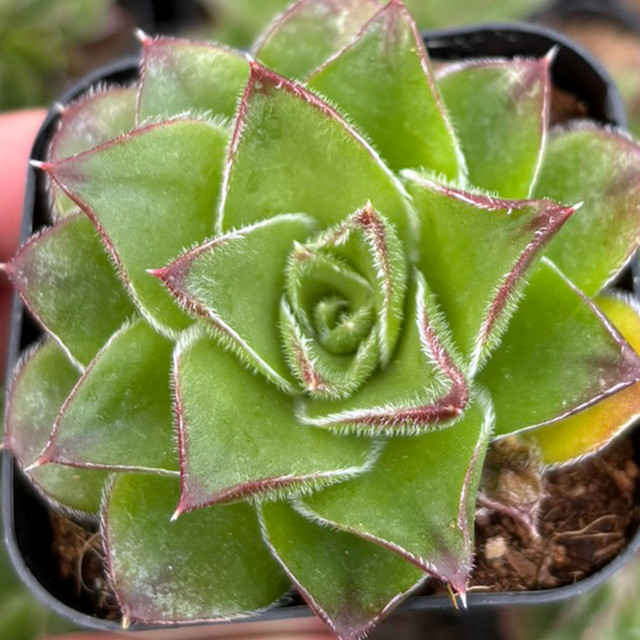 Sempervivum 'Sandi Lu' | Mountain Crest Gardens™