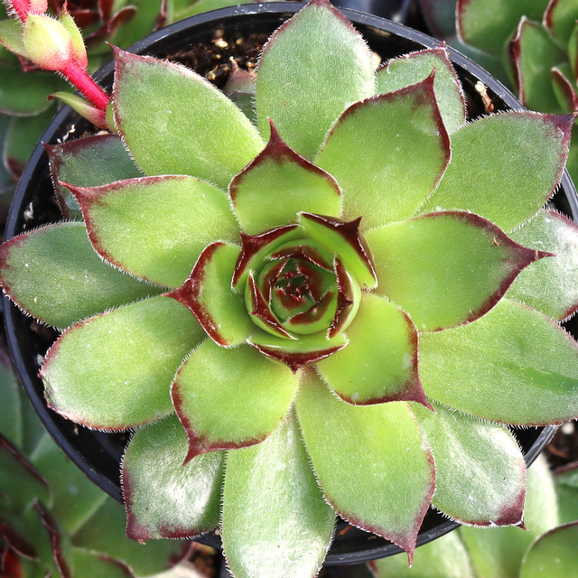 Sempervivum 'Sandi Lu' | Mountain Crest Gardens™