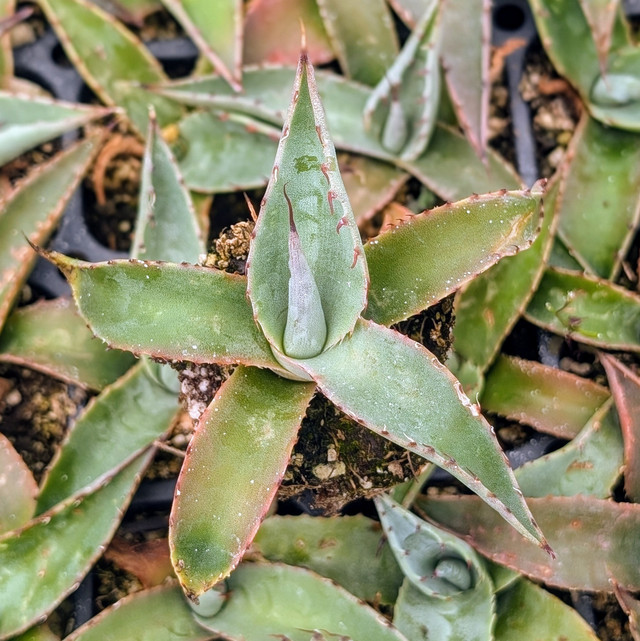 Agave isthmensis f. mediopicta alba [large] | MCG™