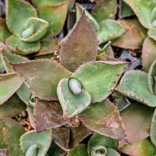 Agave isthmensis f. mediopicta alba | MCG™