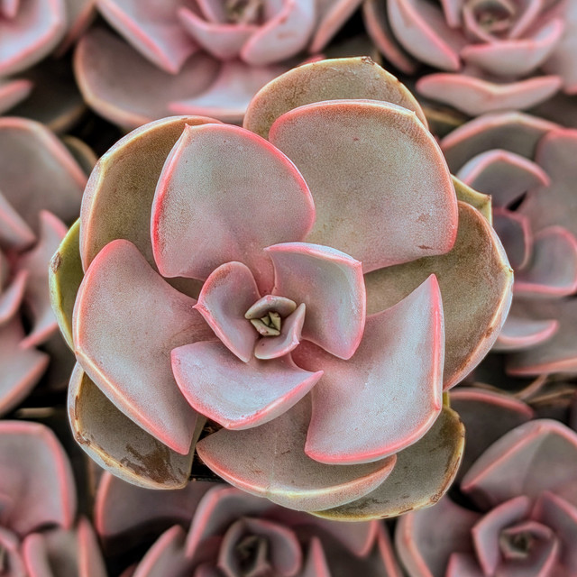 Echeveria nodulosa 'Benitsukasa' | Mountain Crest Gardens™