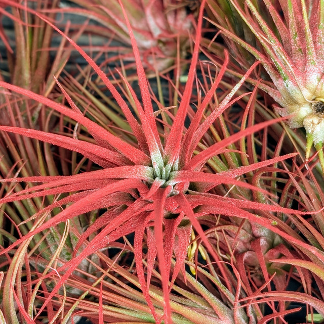 K*5様 Tillandsia ionantha Hawaiian Orange Tillandsia ionantha (orange, enhanced) [2.0-3.0