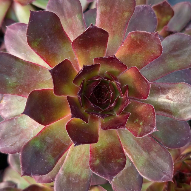 Sempervivum 'Sandi Lu' | Mountain Crest Gardens™