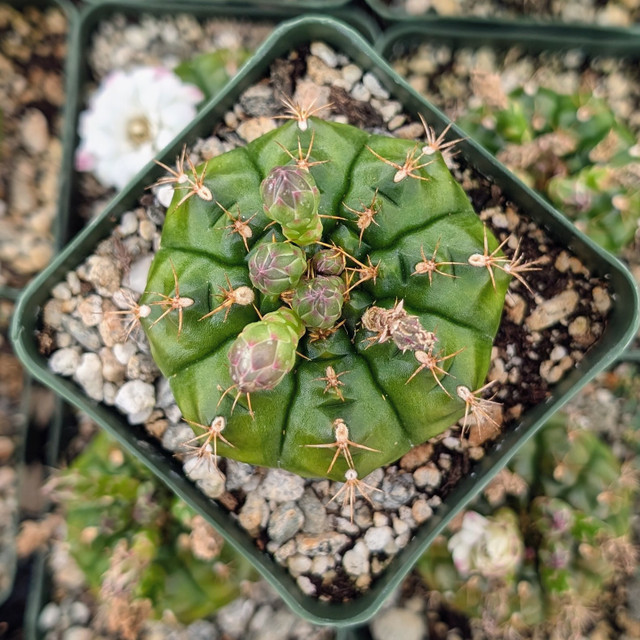 Gymnocalycium mihanovichii 'Black Widow' [1"-2"] | MCG