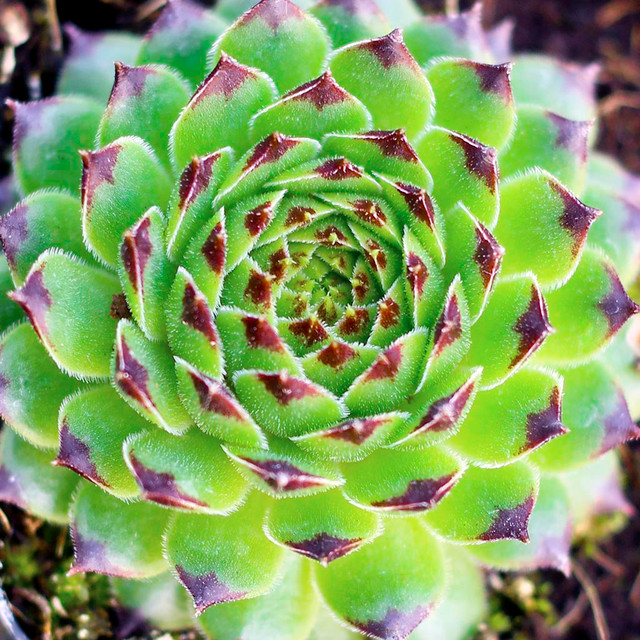Kalanchoe synsepala var. dissecta - Walking Kalanchoe - Mountain