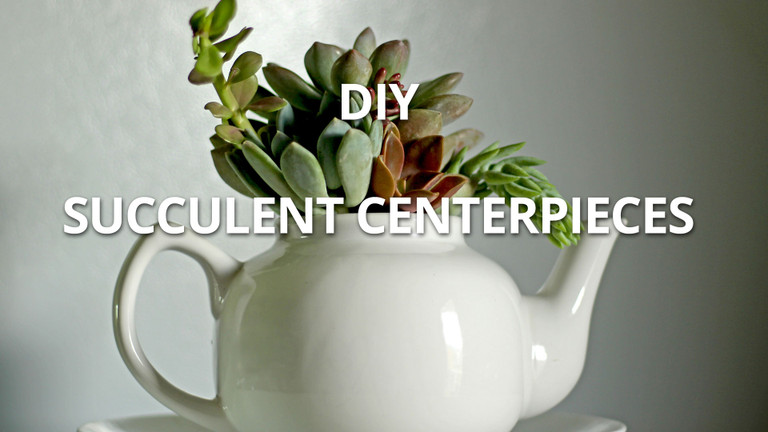 DIY Succulent Centerpiece