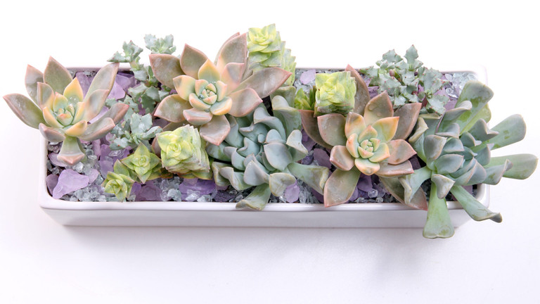 Top Dressings for Sophisticated Succulents