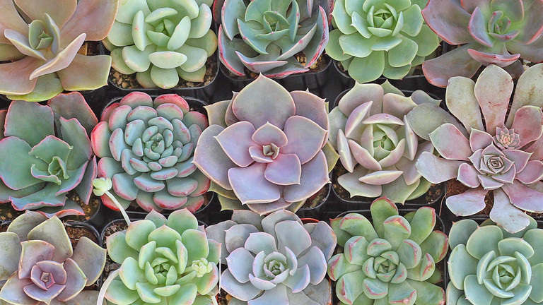 10 Colorful Echeveria for Summer