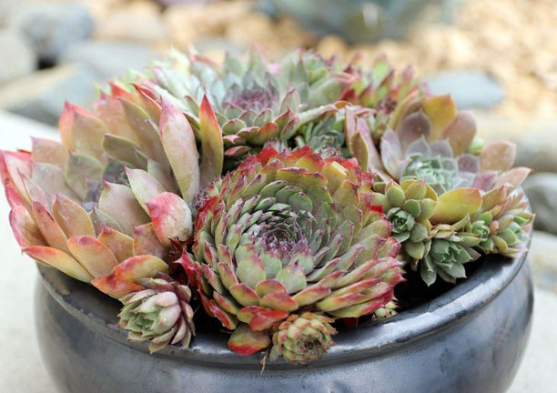 Differences Between Hardy & Tender Succulents