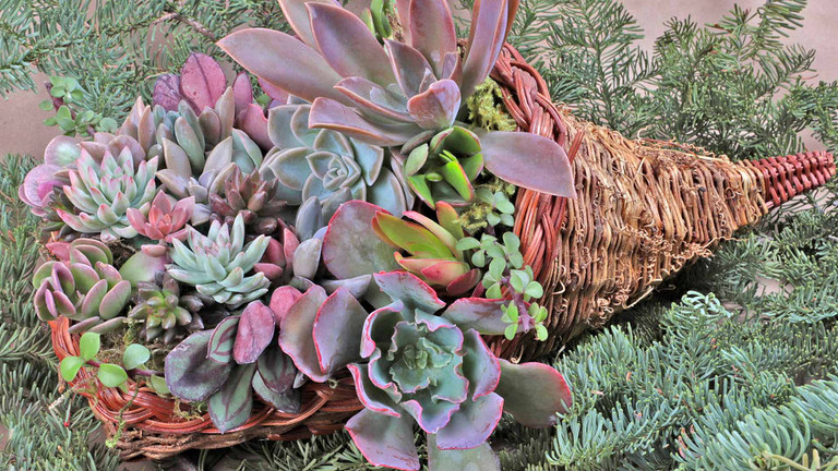 DIY Holiday Succulent Décor
