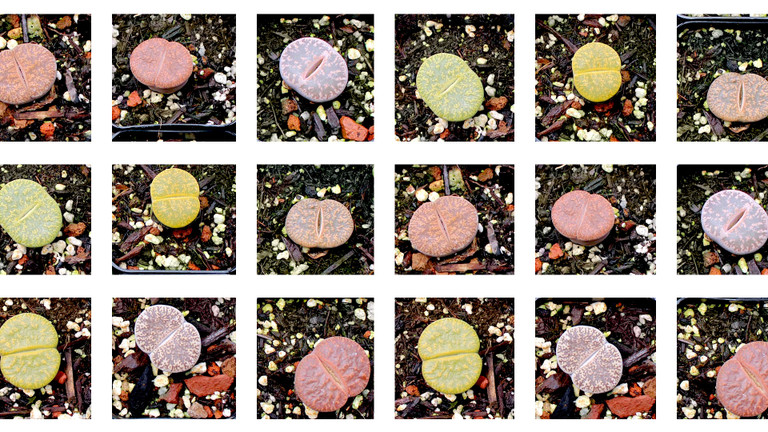 Lithops - Where to Buy & How to Grow