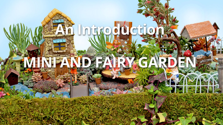 Mini & Fairy Gardens with Succulents