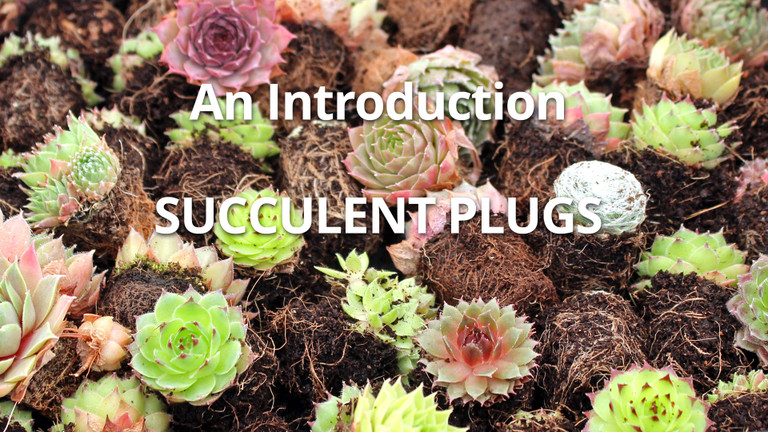 Succulents Plug Trays – An Introduction