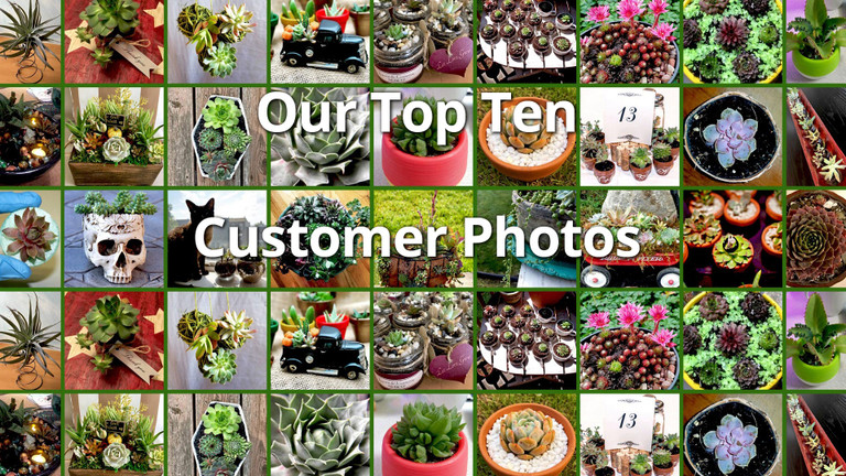 Top 10 Succulent Customer Photos
