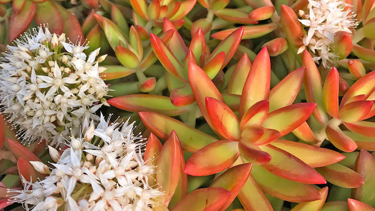 Growing Succulents from Seed