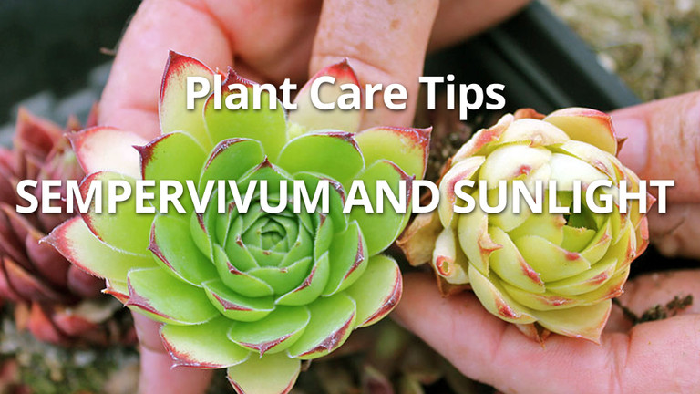 Succulent Sunburn: How to Save Hens & Chicks