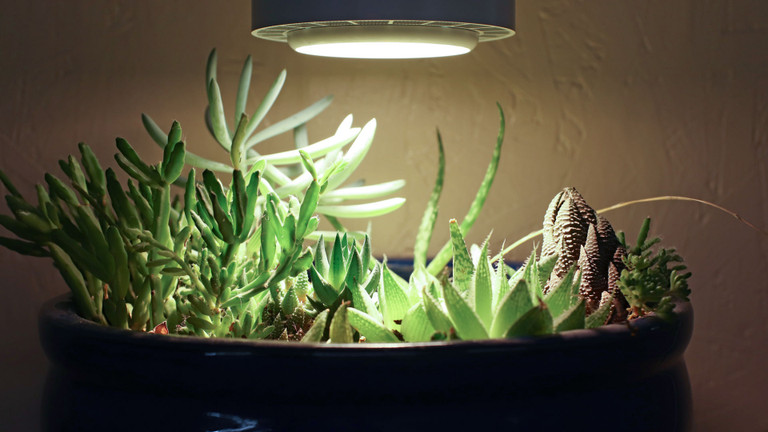 Succulent Grow Light Recommendations