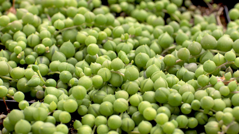 How to Grow an Epic String of Pearls Plant