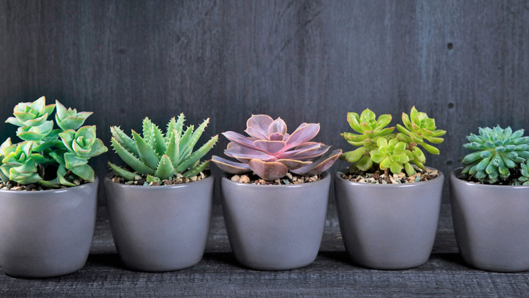 How Much Sun for Colorful, Healthy Succulents?