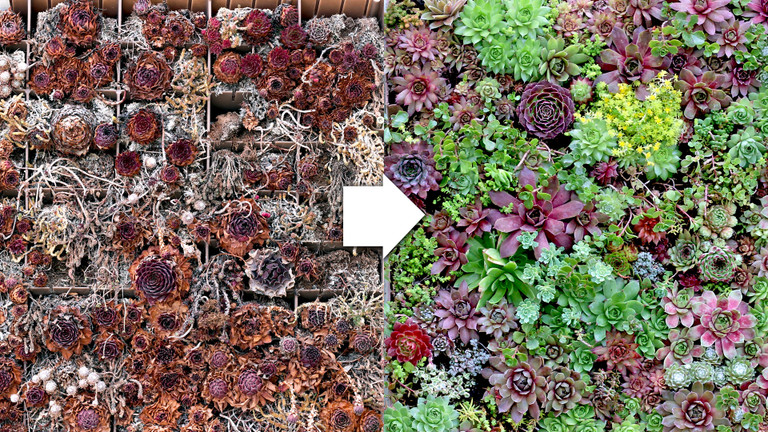 How to Revive Sad Succulents