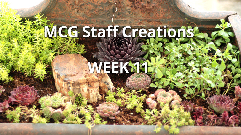 Antique Succulent Planter