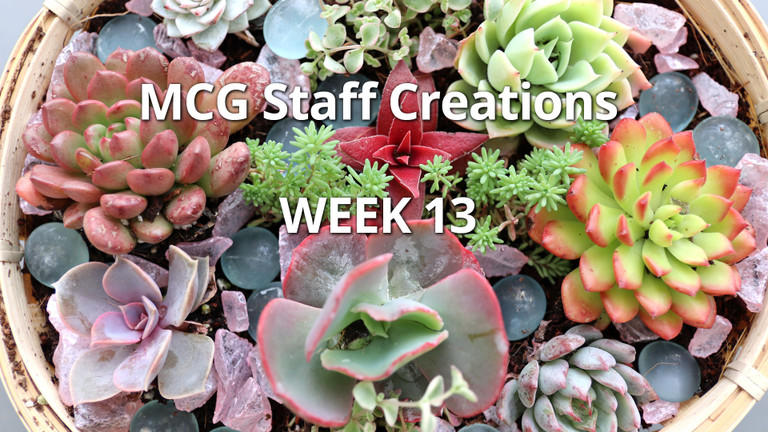 DIY Succulent Easter Basket