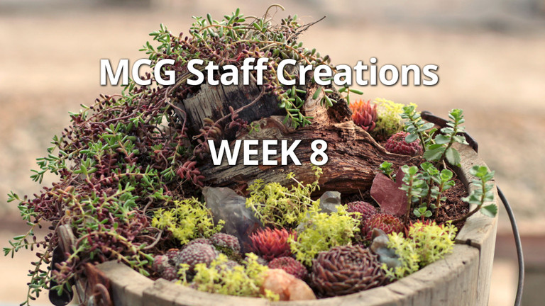 DIY Rustic Succulent Planter