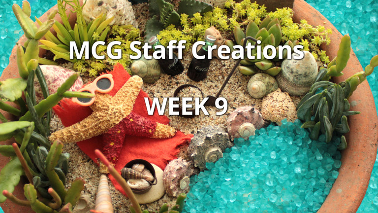 DIY Succulent Beach Arrangement