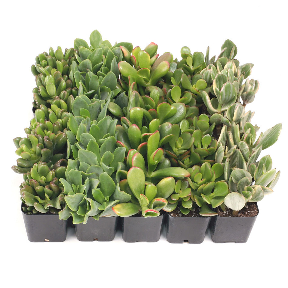 Bulk Succulents Wholesale Succulents Cheap Succulents